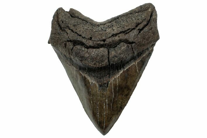 Serrated, Fossil Megalodon Tooth - South Carolina #307548